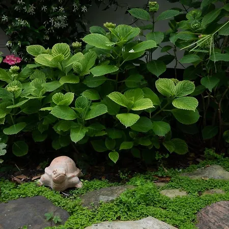 招待所 La Martinoise Garden 圣马丹德雷