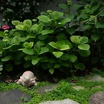 Guest house La Martinoise Garden Saint-Martin-de-Re